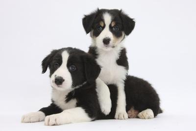 border collie puppies playing