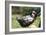 Border Collie Puppy Lying in Hammock-null-Framed Photographic Print