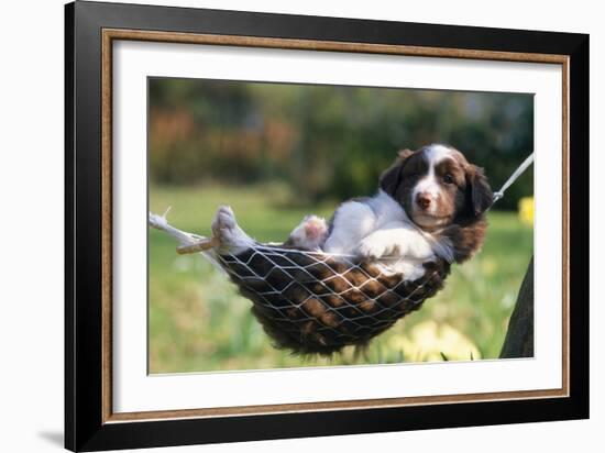 Border Collie Puppy Lying in Hammock-null-Framed Photographic Print