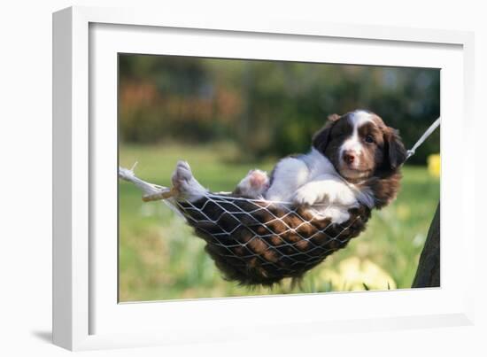 Border Collie Puppy Lying in Hammock-null-Framed Photographic Print