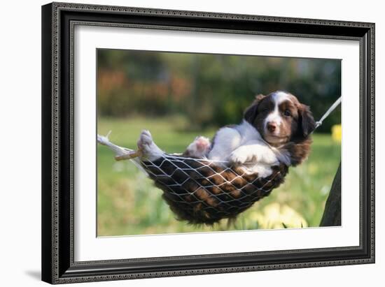 Border Collie Puppy Lying in Hammock-null-Framed Photographic Print