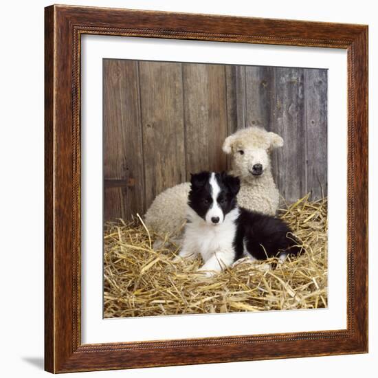 Border Collie Puppy with Lamb-null-Framed Photographic Print