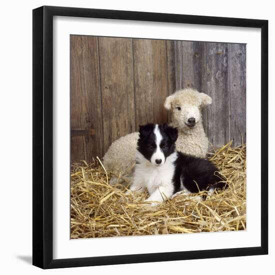 Border Collie Puppy with Lamb-null-Framed Photographic Print