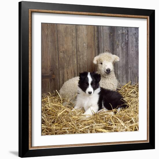 Border Collie Puppy with Lamb-null-Framed Photographic Print