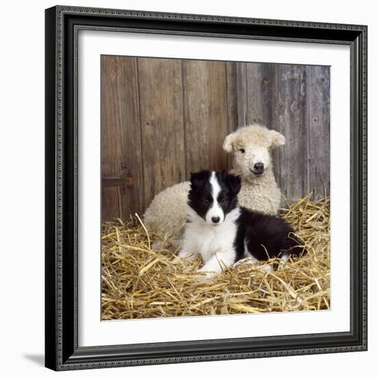 Border Collie Puppy with Lamb-null-Framed Photographic Print