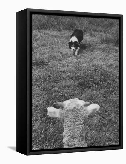 Border Collie, Roy, Winner of North American Sheep Dog Society Championship 3 Times in Succession-Robert W^ Kelley-Framed Premier Image Canvas