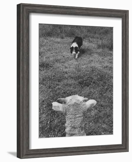 Border Collie, Roy, Winner of North American Sheep Dog Society Championship 3 Times in Succession-Robert W^ Kelley-Framed Photographic Print