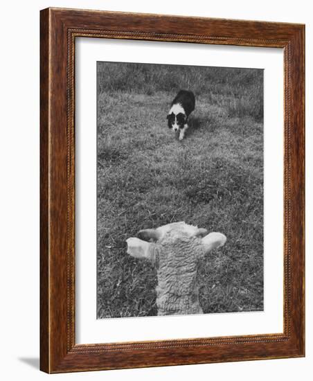 Border Collie, Roy, Winner of North American Sheep Dog Society Championship 3 Times in Succession-Robert W^ Kelley-Framed Photographic Print