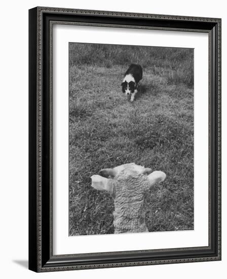 Border Collie, Roy, Winner of North American Sheep Dog Society Championship 3 Times in Succession-Robert W^ Kelley-Framed Photographic Print