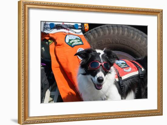 Border Collie Search and Rescue Dog-Zandria Muench Beraldo-Framed Photographic Print