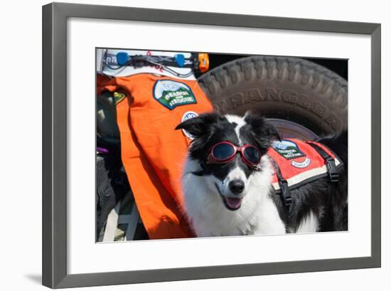 Border Collie Search and Rescue Dog-Zandria Muench Beraldo-Framed Photographic Print