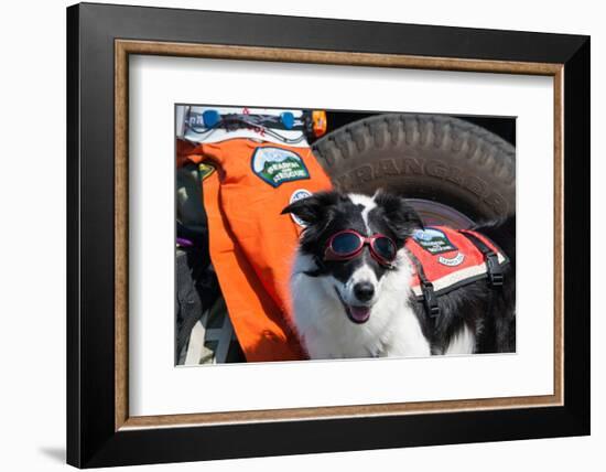 Border Collie Search and Rescue Dog-Zandria Muench Beraldo-Framed Photographic Print