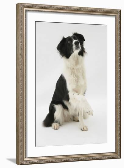 Border Collie Sitting Holding a Paw Up-Mark Taylor-Framed Photographic Print