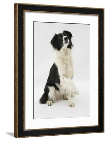 Border Collie Sitting Holding A Paw Up Photographic Print By Mark Taylor Artcom