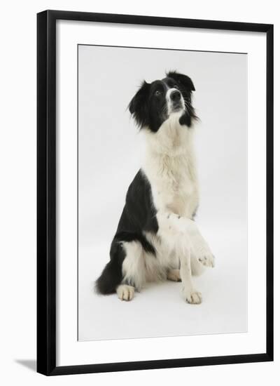 Border Collie Sitting Holding a Paw Up-Mark Taylor-Framed Photographic Print