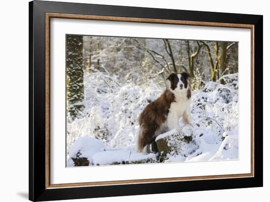Border Collie Standing on Snow Covered Tree Stump-null-Framed Photographic Print