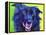 Border Collie - Viktor-Dawgart-Framed Premier Image Canvas