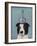 Border Collie with Blue Vase-Fab Funky-Framed Art Print