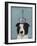 Border Collie with Blue Vase-Fab Funky-Framed Art Print