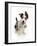Border collie x Bearded collie puppy, aged 4 months-Mark Taylor-Framed Photographic Print