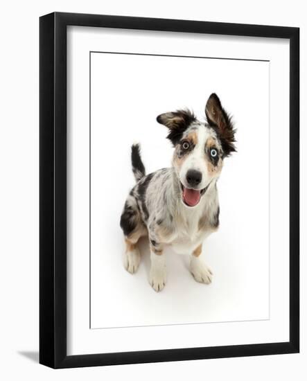 Border collie x Bearded collie puppy, aged 4 months-Mark Taylor-Framed Photographic Print