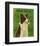 Border Collie-John Golden-Framed Art Print