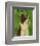 Border Collie-John Golden-Framed Art Print