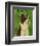 Border Collie-John Golden-Framed Art Print