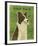 Border Collie-John W^ Golden-Framed Art Print