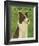 Border Collie-John W^ Golden-Framed Art Print