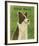 Border Collie-John W^ Golden-Framed Art Print