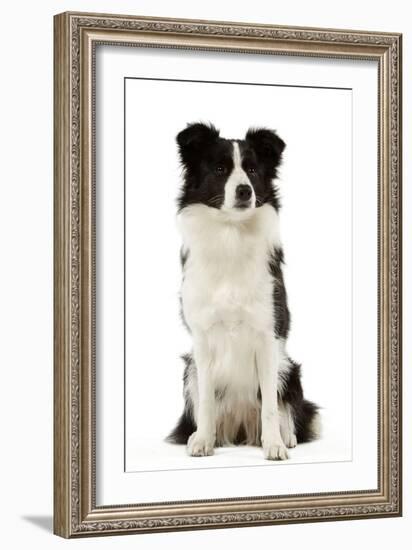 Border Collie-null-Framed Photographic Print