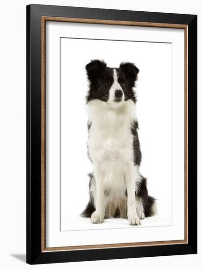 Border Collie-null-Framed Photographic Print