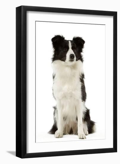 Border Collie-null-Framed Photographic Print