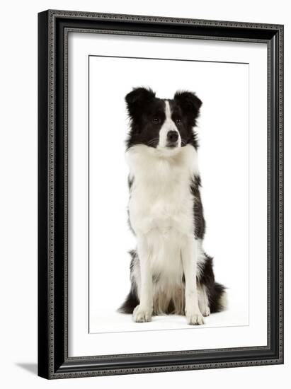 Border Collie-null-Framed Photographic Print