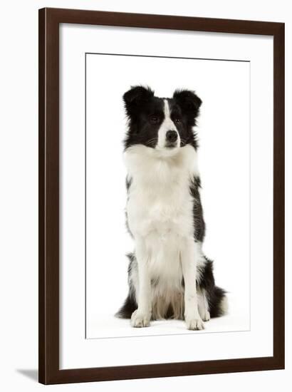 Border Collie-null-Framed Photographic Print