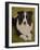 Border Collie-John Silver-Framed Giclee Print