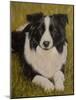 Border Collie-John Silver-Mounted Giclee Print