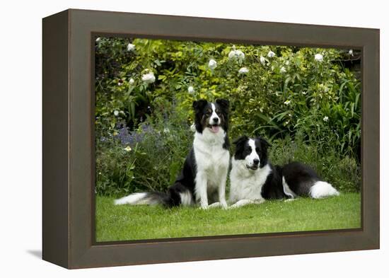 Border Collies Sitting in the Garden-null-Framed Premier Image Canvas