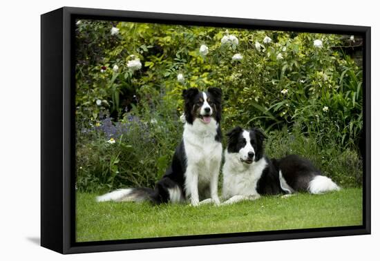 Border Collies Sitting in the Garden-null-Framed Premier Image Canvas