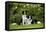 Border Collies Sitting in the Garden-null-Framed Premier Image Canvas