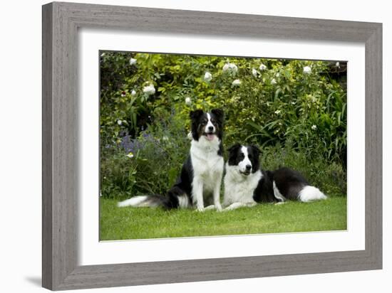 Border Collies Sitting in the Garden-null-Framed Photographic Print