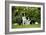 Border Collies Sitting in the Garden-null-Framed Photographic Print