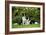Border Collies Sitting in the Garden-null-Framed Photographic Print