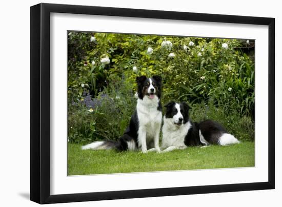 Border Collies Sitting in the Garden-null-Framed Photographic Print