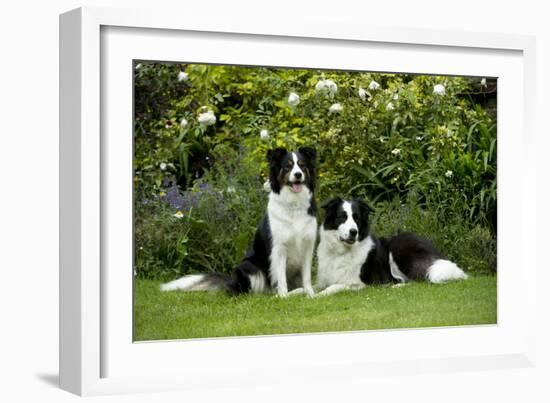 Border Collies Sitting in the Garden-null-Framed Photographic Print