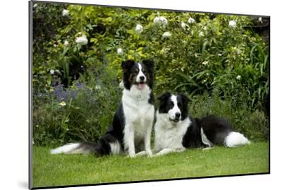 Border Collies Sitting In The Garden Photographic Print By Artcom