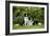 Border Collies Sitting in the Garden-null-Framed Photographic Print