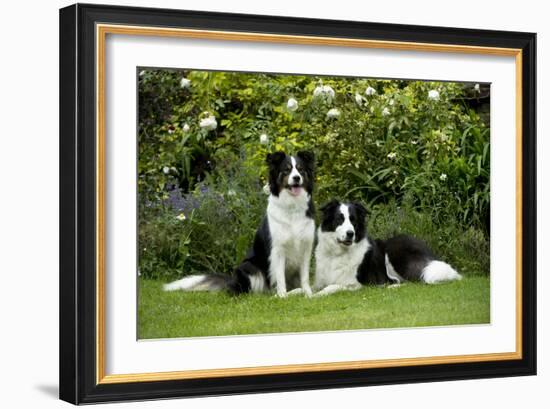 Border Collies Sitting in the Garden-null-Framed Photographic Print