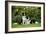 Border Collies Sitting in the Garden-null-Framed Photographic Print